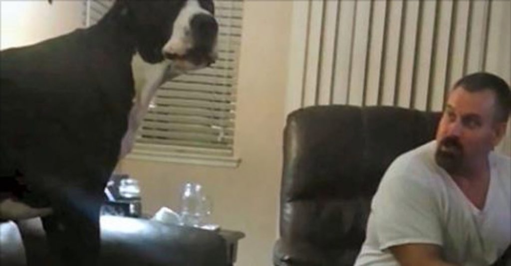 Watch This Spoiled Great Dane Throw A Temper Tantrum When His Brother ...