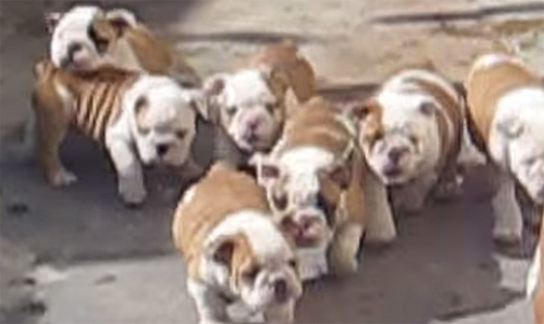 bulldog-puppies