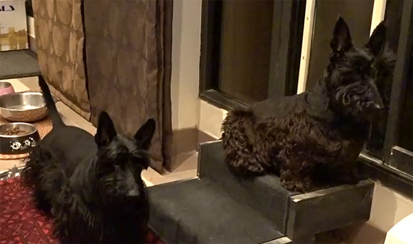 Scottish Terriers listening to cat sounds