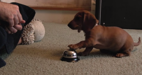 This Baby Dachshund Knows How To Ring A Bell For Treats