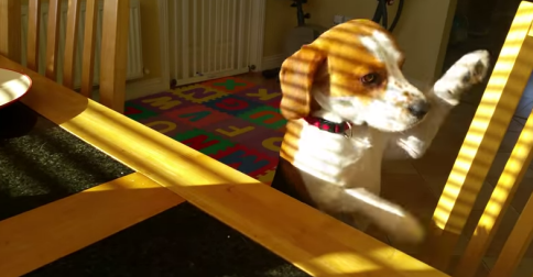 This Cute Beagle Wants To Trade His Toy For Your Breakfast