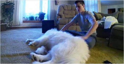 Samoyed Dog Sheds Enough Fur During Grooming To Make A New Dog