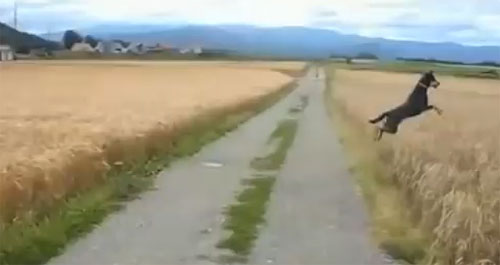 Happy dog jumps through field like a kangaroo