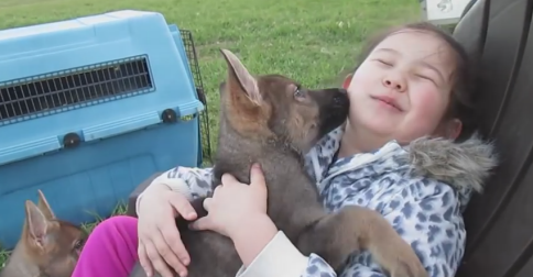 Pure Love Between A German Shepherd And A Little 6 Year Old Girl