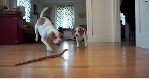 Have No Fear: When a Toy Snake Scares His Sister, this Protective Pup Jumps to Her Defense.