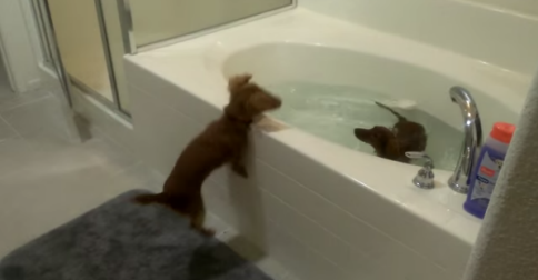 Mini Dachshund Bath Time! Yeah, They Love It!