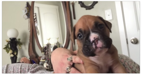 A Tiny Puppy Gives it His All As He Attempts to Howl Back to His ‘Mom’ for the First Time Ever