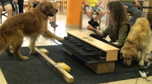 piano-dogs