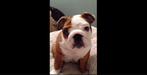 This Cute Bulldog Puppy Can Hardly Contain His Excitement!