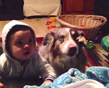 Mom Asks Baby To Say ‘Mama’, Dog’s Reaction Has Me In Tears Of Laughter