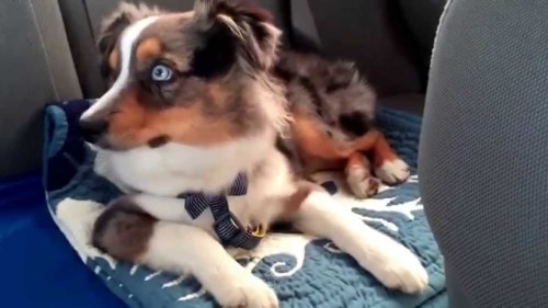 Watch This Dog React to Its Favorite Song!