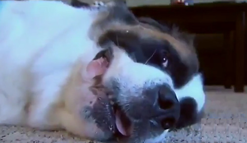 Family’s St. Bernard smells gas, gets credited with saving lives