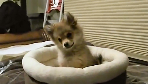 Cuteness overload: Puppy mimics howling wolf