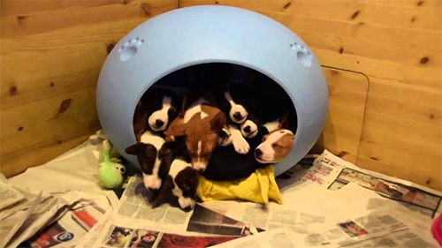 Seemingly endless Basenji puppies pour out of dog bed