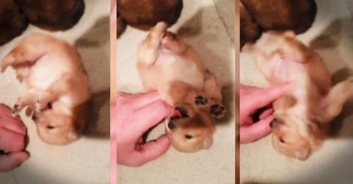 Cute Little Puppy Loves his Tummy Rub