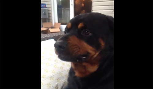 Rottweiler Shows Its Mean Face