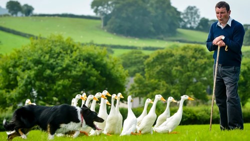 A Dog That Herds Ducks?