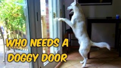 The Easiest Doggie Door Ever
