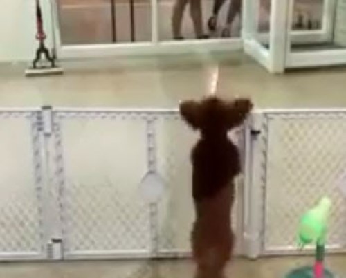 Can This Dog Be Any More Excited?