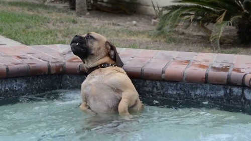 This Dog Loves His Hot Tub!