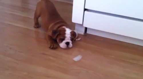This Little Dog Is Going Nuts for an Ice Cube