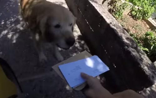 The Dog/Mailman Relationship Will Never Be the Same