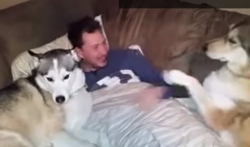 This Jealous Dog Wants All of the Attention