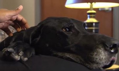 This Dog Saved Its Owner from a Lifetime of Abuse