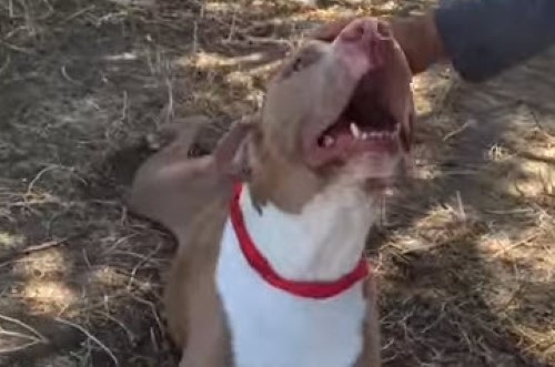Dogs React to Being Rescued