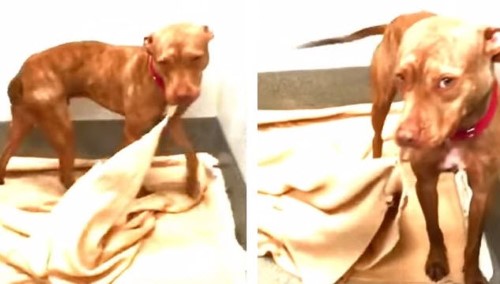 Dog Makes His Bed Every Day at the Shelter