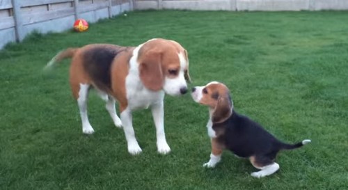 Beagle Welcomes Home “Little Sister”