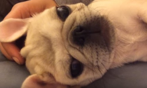 Watch This Rare Silver Pug Grow up