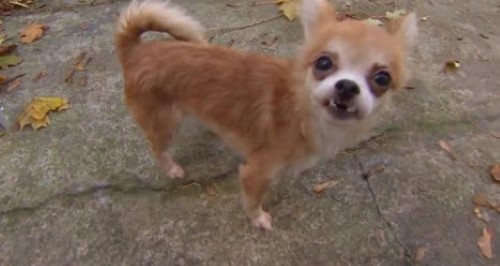 Tiny Chihuahua saves His Big Brother