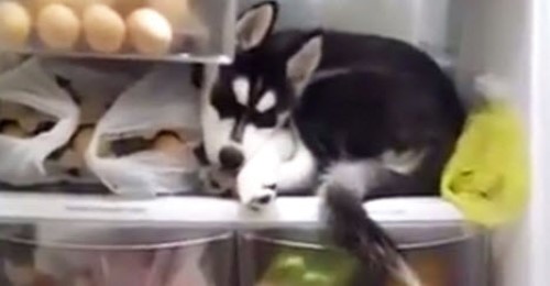 Watch This Husky Puppy Seize the Opportunity