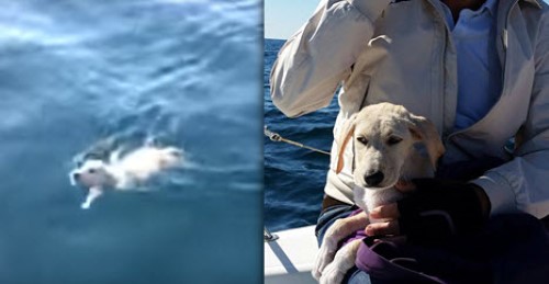 Witness a Puppy Rescue at Sea!