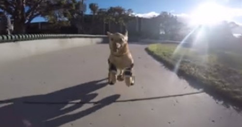 Dog Runs for the First Time with New Prosthetics