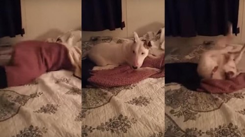 Rescue Dog Experiences Bed for the First Time
