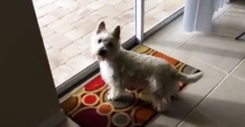 Dog Freaks out over New House