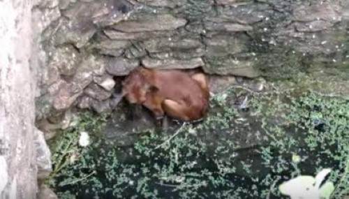 Heartwarming Story of Dog Rescued from Well