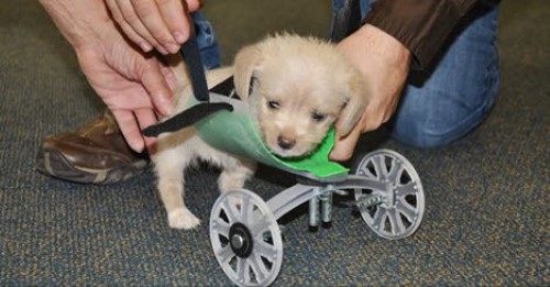 Puppy Outfitted with a New Wheelchair
