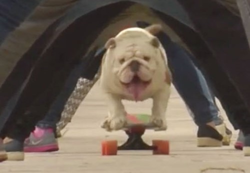 Skateboarding Bulldog Sets a New World Record