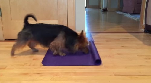 This Amazing Dog Does Yoga!