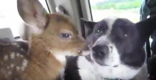 A Bear Dog Meets a Fawn and It Is so Cute