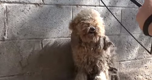 Amazing Rescue of a Neglected Poodle