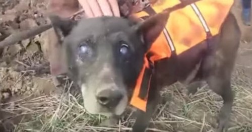 Rescuers Save Blind Dog Stuck in a Well for a Month