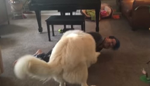 Man Plays Dead for Dogs