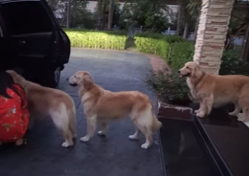 Dogs Line up for Paw Cleaning