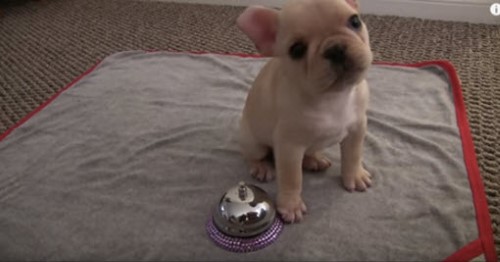 Amazing Puppy Learns New Tricks Quickly