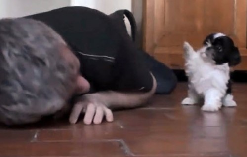 The Adorable Scene of a Man Playing with a Puppy
