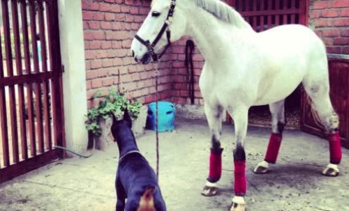 Doberman Becomes Best Buddies with White Horse